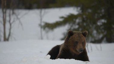 Kahverengi ayı kış uykusundan uyandı ve geyiğin cesedini yedi. Geceleri kış ormanında kahverengi ayı. Bilimsel adı Ursus Arctos. Doğal yaşam alanı. Kış Ormanı.