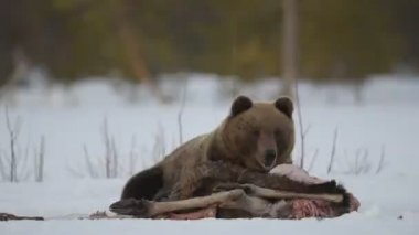 Kahverengi ayı kış uykusundan uyandı ve geyiğin cesedini yedi. Geceleri kış ormanında kahverengi ayı. Bilimsel adı Ursus Arctos. Doğal yaşam alanı. Kış Ormanı.