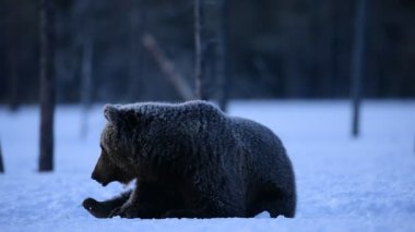 Geceleri kış ormanında kahverengi ayı. Bilimsel adı Ursus Arctos. Doğal yaşam alanı. Kış Ormanı.