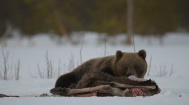 Kahverengi ayı kış uykusundan uyandı ve geyiğin cesedini yedi. Geceleri kış ormanında kahverengi ayı. Bilimsel adı Ursus Arctos. Doğal yaşam alanı. Kış Ormanı.