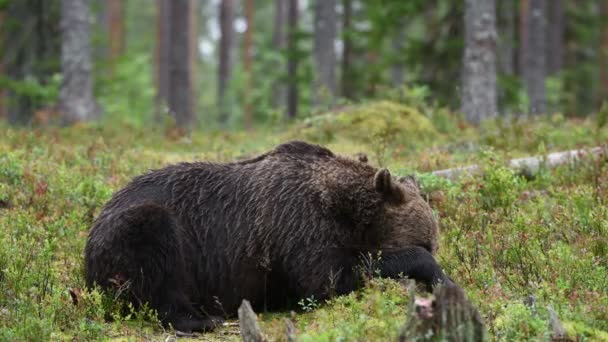 Oso Pardo Bosque Verano Bosque Pino Verde Fondo Natural Nombre — Vídeo de stock