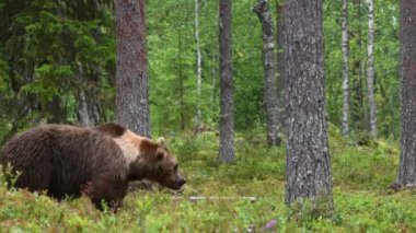 4 bin. Yaz ormanında boz ayı. Yeşil çam ormanı doğal arka plan. Bilimsel adı Ursus Arctos. Doğal yaşam alanı. Yaz mevsimi.