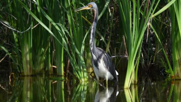 Een Reiger Het Water Volwassen Driekleurige Reiger Vist Noord Amerika — Stockvideo