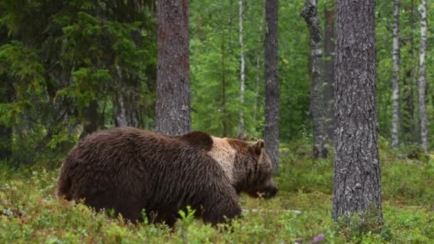 Καφέ Αρκούδα Στο Καλοκαιρινό Δάσος Πράσινο Πευκοδάσος Φυσικό Υπόβαθρο Επιστημονική — Αρχείο Βίντεο