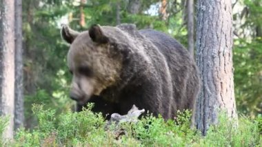 4 bin. Yaz ormanında boz ayı. Yeşil çam ormanı doğal arka plan. Bilimsel adı Ursus Arctos. Doğal yaşam alanı. Yaz mevsimi.
