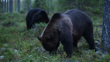4 bin. Yaz ormanında boz ayı. Yeşil çam ormanı doğal arka plan. Bilimsel adı Ursus Arctos. Doğal yaşam alanı. Yaz mevsimi.