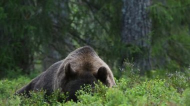 4 bin. Yaz ormanında boz ayı. Yeşil çam ormanı doğal arka plan. Bilimsel adı Ursus Arctos. Doğal yaşam alanı. Yaz mevsimi.