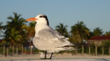 The royal tern. Scientific name: Thalasseus maximus, Sterna maxima.  Natural habitat 4k