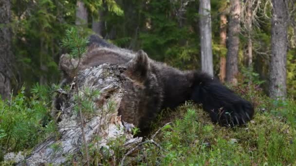 Medvěd Hnědý Letním Lese Zelený Borový Les Přírodní Pozadí Vědecký — Stock video
