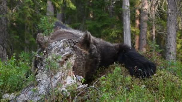 Bruine Beer Het Zomerwoud Groene Dennenbos Natuurlijke Achtergrond Wetenschappelijke Naam — Stockvideo