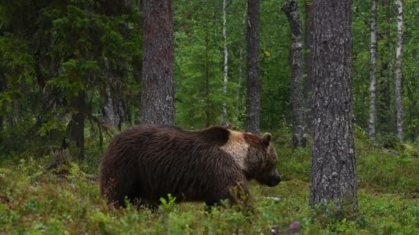 Καφέ Αρκούδα Στο Καλοκαιρινό Δάσος Πράσινο Πευκοδάσος Φυσικό Υπόβαθρο Επιστημονική — Αρχείο Βίντεο