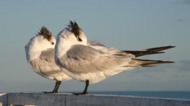 Resting royal terns. Scientific name: Thalasseus maximus, Sterna maxima.  Natural habitat. Cuba 4k