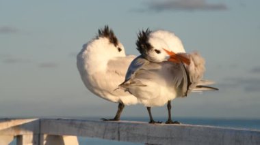Resting royal terns. Scientific name: Thalasseus maximus, Sterna maxima.  Natural habitat. Cuba 4k