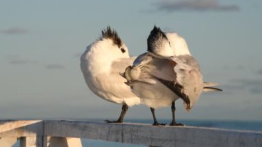Resting royal terns. Scientific name: Thalasseus maximus, Sterna maxima.  Natural habitat. Cuba 4k