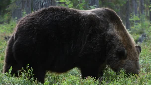 Brązowy Niedźwiedź Letnim Lesie Zielony Las Sosnowy Naturalne Tło Nazwa — Wideo stockowe