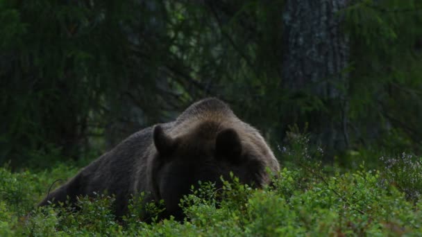 Braunbär Sommerwald Grünen Kiefernwald Natürlichen Hintergrund Wissenschaftlicher Name Ursus Arctos — Stockvideo