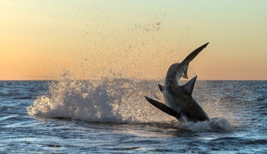 Büyük Beyaz Köpekbalığı 'na saldırıyoruz. Köpekbalığı avını kovalıyor. Kızıl şafak gökyüzü, gün doğumu. Bilimsel adı Carcharodon carcharias. Güney Afrika.