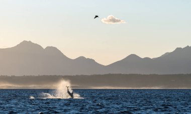 Büyük Beyaz Köpekbalığı 'na saldırıyoruz. Köpekbalığı avı fokları. Arka planda siluetler, şafak sisi. Bilimsel adı Carcharodon carcharias. Güney Afrika.