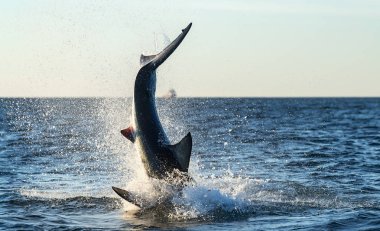 Büyük Beyaz Köpekbalığı 'na saldırıyoruz. Bilimsel adı Carcharodon carcharias. Güney Afrika