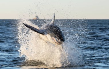 Büyük Beyaz Köpekbalığı 'na saldırıyoruz. Ön manzara. Bilimsel adı Carcharodon carcharias. Güney Afrika.