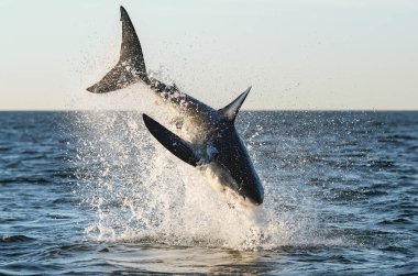 Büyük Beyaz Köpekbalığı 'na saldırıyoruz. Bilimsel adı Carcharodon carcharias. Güney Afrika