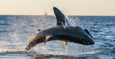Büyük Beyaz Köpekbalığı 'na saldırıyoruz. Bilimsel adı Carcharodon carcharias. Güney Afrika