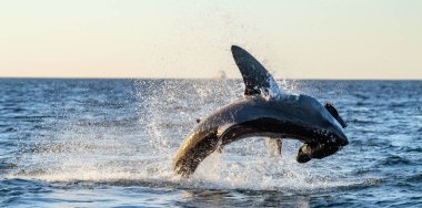 Büyük Beyaz Köpekbalığı 'na saldırıyoruz. Bilimsel adı Carcharodon carcharias. Güney Afrika