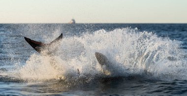 Köpekbalığı suyun yüzeyinde avlanır. Büyük Beyaz Köpekbalığı. Bilimsel adı Carcharodon carcharias. Güney Afrika.