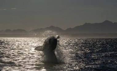 Büyük Beyaz Köpekbalığı 'na saldırıyoruz. Ön manzara. Bilimsel adı Carcharodon carcharias. Güney Afrika.