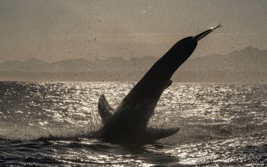 Büyük Beyaz Köpekbalığı İhlali 'nin silueti. Arka ışık. Bilimsel adı Carcharodon carcharias. Güney Afrika.