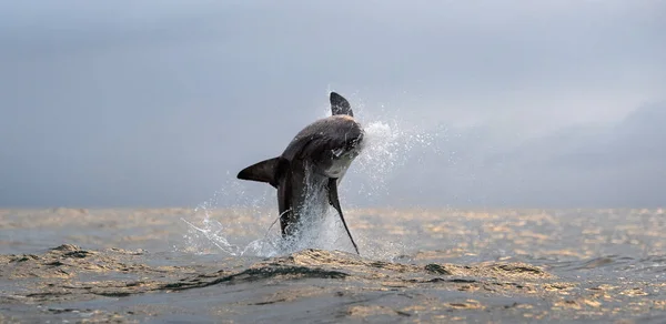 Brechen Großer Weißer Hai Frontansicht Wissenschaftlicher Name Carcharodon Carcharias Südafrika — Stockfoto