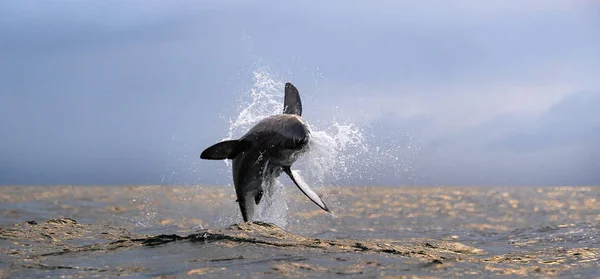 违反大白鲨 前面的景色 Carcharodon Carcharias — 图库照片