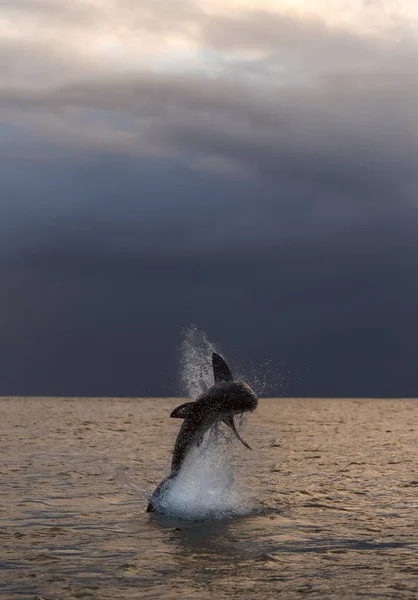 Breaching Great White Shark Cielo Del Amanecer Nubes Tormenta Fondo —  Fotos de Stock