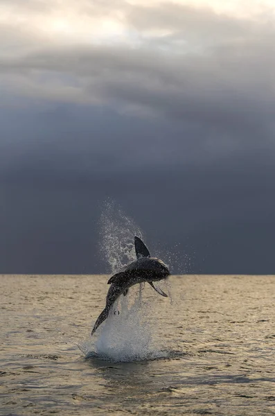 Büyük Beyaz Köpekbalığı Saldırıyoruz Şafak Vakti Gökyüzü Fırtına Bulutları Bilimsel — Stok fotoğraf