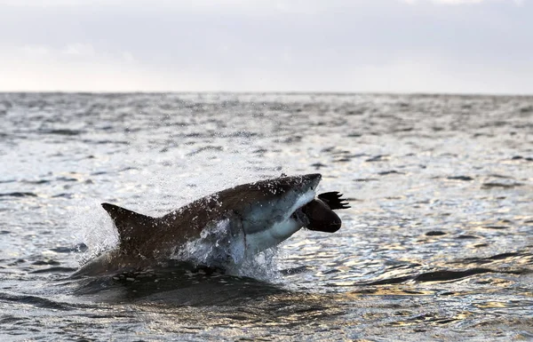违反大白鲨 鲨鱼攻击诱饵 Carcharodon Carcharias — 图库照片