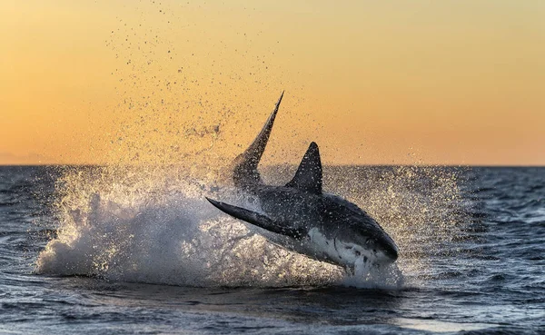 Brechen Großer Weißer Hai Hai Jagt Beute Roter Morgenhimmel Sonnenaufgang — Stockfoto