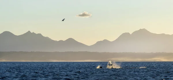 Breaching Great White Shark. Shark hunting seals. Silhouettes mountains in the background, dawn haze.  Scientific name: Carcharodon carcharias. South Africa.