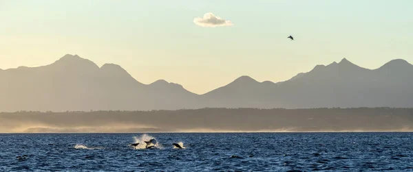 Breaching Great White Shark Sellos Cazadores Tiburones Siluetas Montañas Fondo —  Fotos de Stock