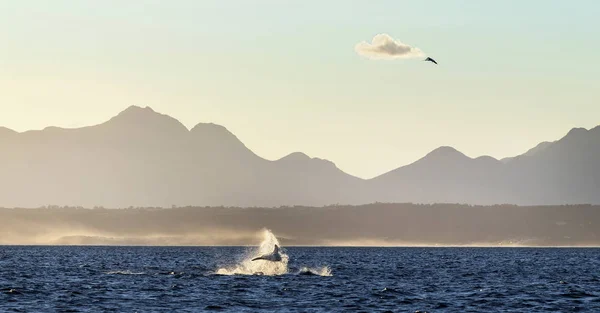 Grote Witte Haai Doorbreken Haaien Jagen Zeehonden Silhouetten Bergen Achtergrond — Stockfoto