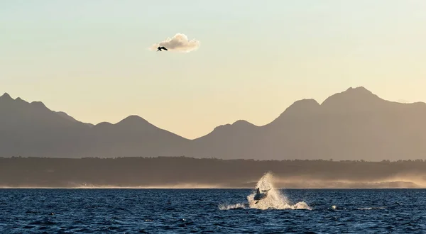 Прорыв Через Великую Белую Акулу Акулы Охотятся Тюленей Силуэты Горы — стоковое фото