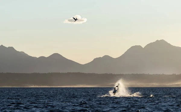 Breaching Great White Shark. Shark hunting seals. Silhouettes mountains in the background, dawn haze.  Scientific name: Carcharodon carcharias. South Africa.