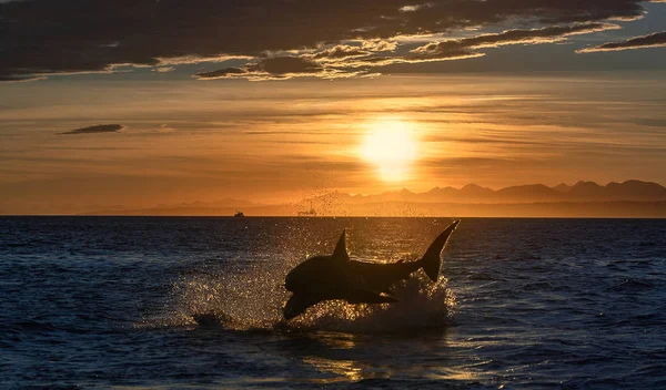 Breaching Great White Shark Shark Chasing Prey Red Dawn Sky — Stock Photo, Image