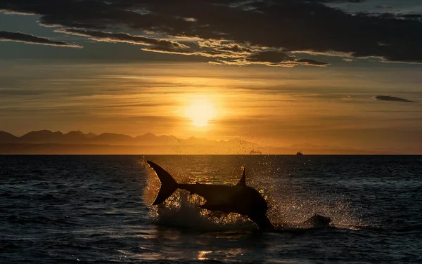 Breaching Great White Shark. Shark chasing prey. Red dawn sky, sunrise. Scientific name: Carcharodon carcharias. South Africa.