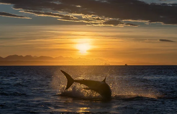 Breaching Great White Shark Shark Chasing Prey Red Dawn Sky — Stock Photo, Image