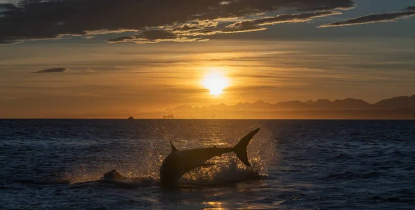 Breaching Great White Shark. Shark chasing prey. Red dawn sky, sunrise. Scientific name: Carcharodon carcharias. South Africa.