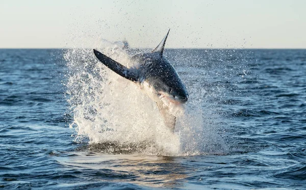 Büyük Beyaz Köpekbalığı Saldırıyoruz Manzara Bilimsel Adı Carcharodon Carcharias Güney — Stok fotoğraf