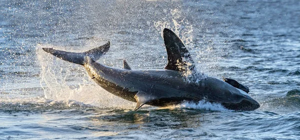 Breaching Great White Shark Scientific Name Carcharodon Carcharias South Africa — Stock Photo, Image