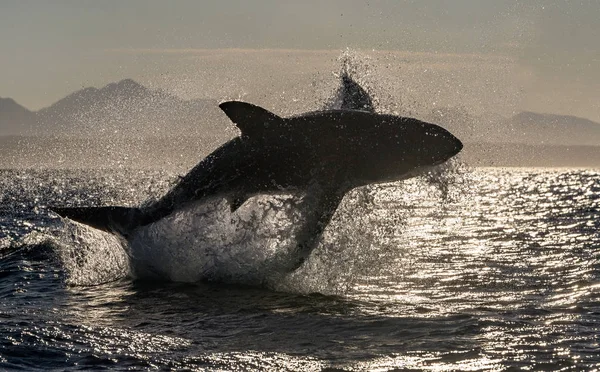 Silhouette Des Durchbrechenden Weißen Hais Gegenlicht Wissenschaftlicher Name Carcharodon Carcharias — Stockfoto