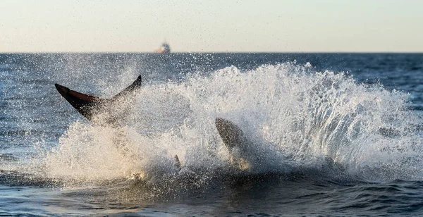 Hai Jagt Nahe Der Wasseroberfläche Weißer Hai Wissenschaftlicher Name Carcharodon — Stockfoto