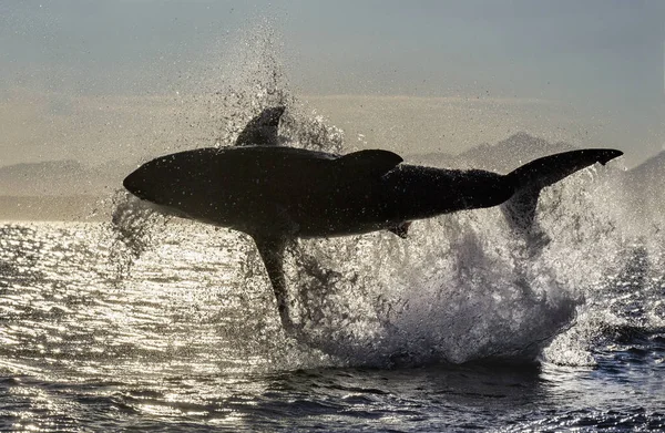 Silhouette Breaching Great White Shark Luz Trasera Nombre Científico Carcharodon — Foto de Stock